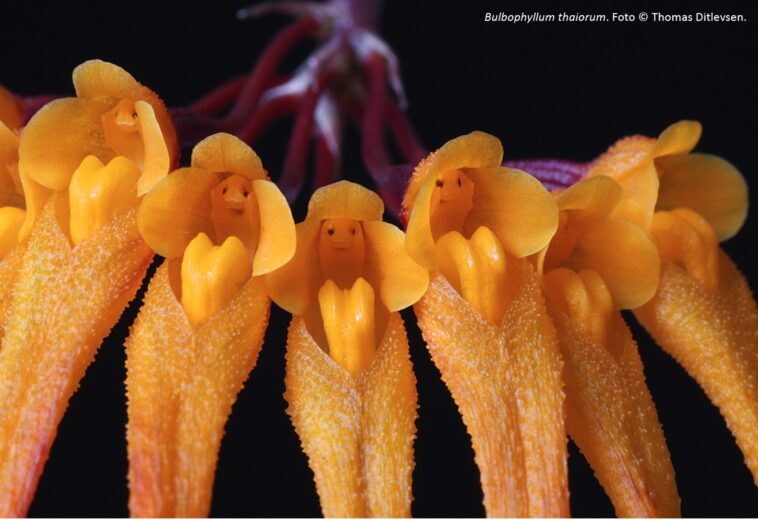 Una primera vista del género Bulbophyllum